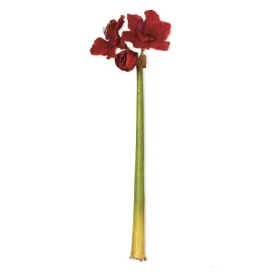 31.5" Red Amaryllis Stem